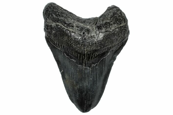 Fossil Megalodon Tooth - South Carolina #297469